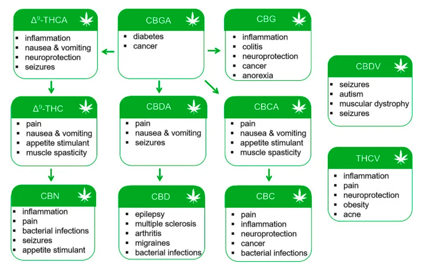 Minor Cannabinoid Therapeutic Uses

Preclinical data and early clinical studies support the continued investigation of phytocannabinoids for the treatment of pain, inflammation, neurodegeneration, cancer, and other disorders.

higherlearninglv.co/post/understan…