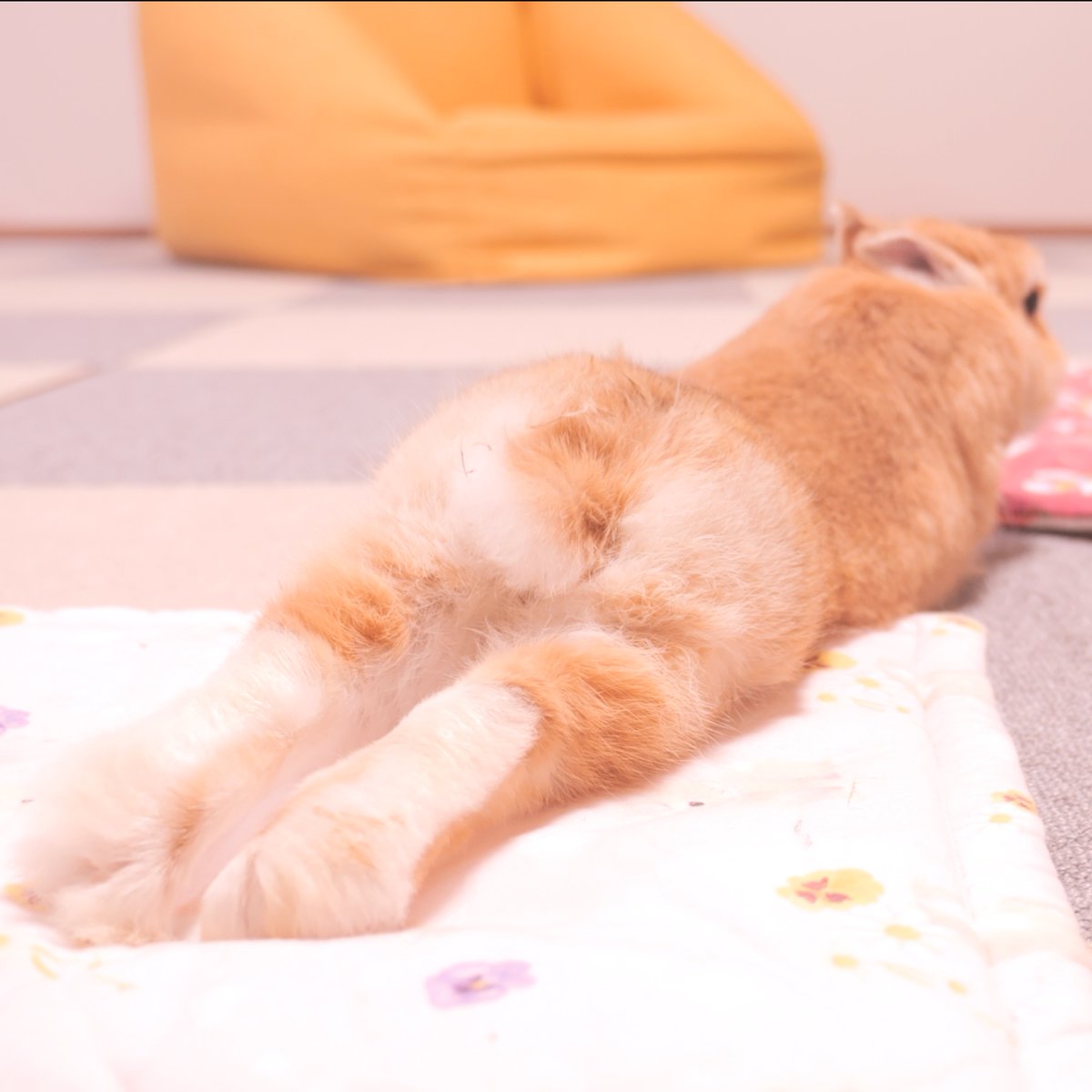 ロングムギ🐰 #うさぎ　#bunny　 #うさぎの麦ちゃんねる