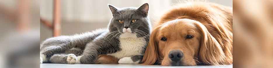Weather emergencies come in many forms: fires, hurricanes, earthquakes, tornados, and other violent storms. In the event of #ExtremeWeather or a disaster, would you know what to do to protect your pet? Follow these tips with your pets in mind. bit.ly/4bdtiTF