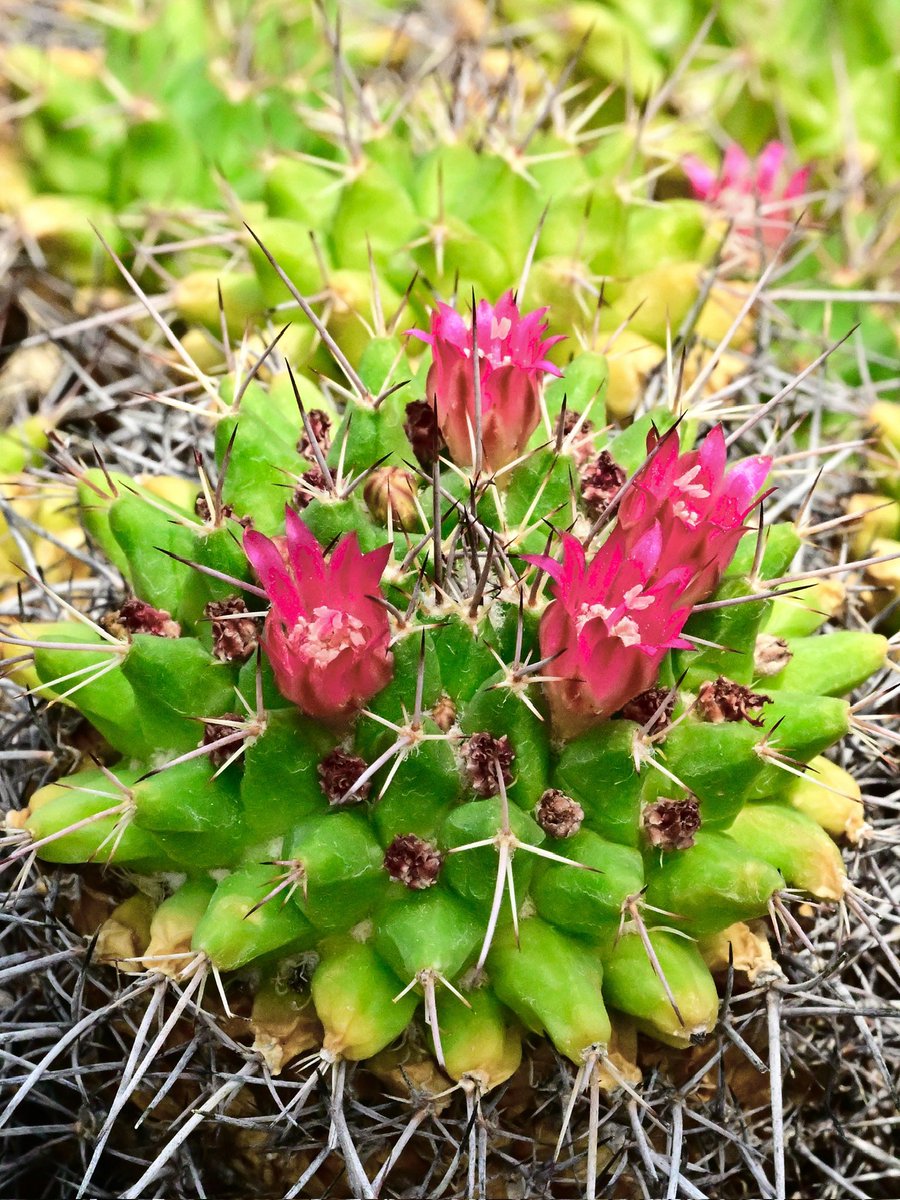 おはようございます。

今朝の一枚
金剛丸　多肉植物

可愛らしい花が咲いてますが名前の通り、触ると痛そうな針がたくさんです。