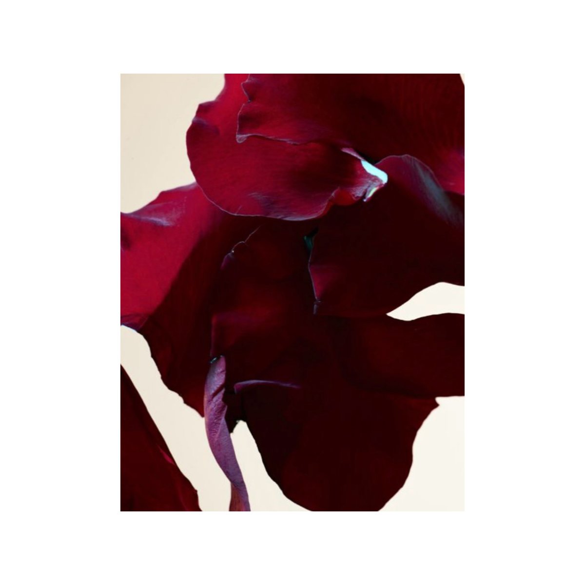 raemorrismakeup's tweet photo. ~ r e d ~ r e d ~ r e d ~
Inspiration from @pinterest
#art #photography #inspiration #flowers #red #redredred #colour #artwork #amazing #makeup #makeupartist #raemorris #raemorrisbrushes #editorial #fashion #pro #proartist #love #beauty #floral #instabeauty https://t.co/GouNCYO3Li