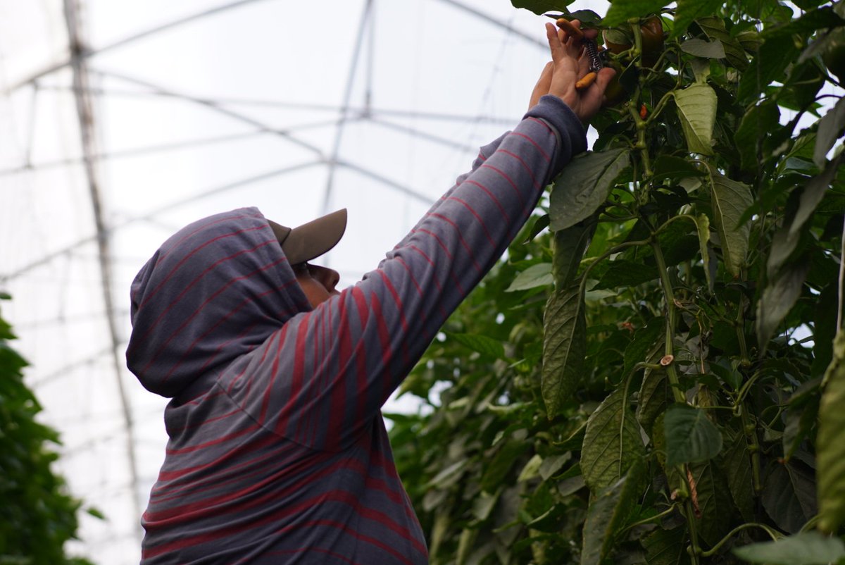 En 🇲🇽 el proyecto Mejora de la SST en cadenas de chile y tomate, bajo el #VisionZeroFund de OIT, realiza una investigación sobre los impactos del estrés térmico para atender los riesgos que enfrentan las personas trabajadoras agrícolas de invernadero ante el cambio climático.