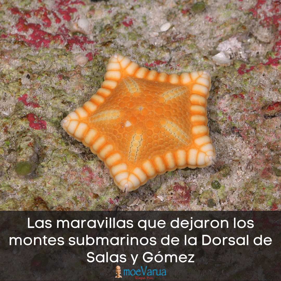 #ESMOI 🌎 🌊 🐚 🛳️ 🦀 🐟 // ▶️ Ya se encuentra disponible la edición de Mayo de la revista Moe Varua de #RapaNui 🗿 ▶️ Link de descarga: moevarua.com/wp-content/upl… #Falkortoo #ROV #oceanicisland #deepsea #marinescience #nazcaridge #SalasyGomezRidge #DorsalesSalasyGomez