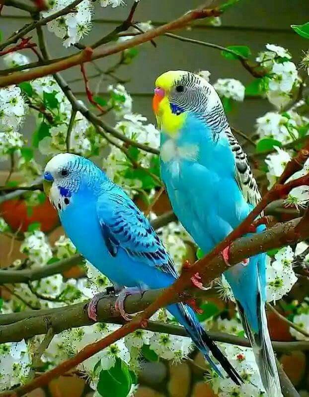 Parakeets 🦜 in a tree 🌴