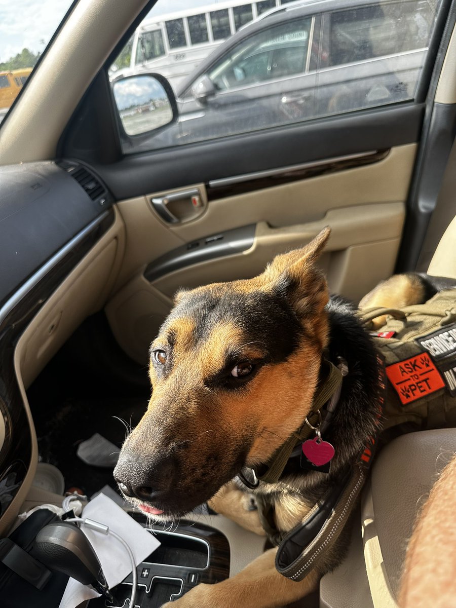 My main man is finally acting like he enjoys being in the car #GSD #ServiceDog