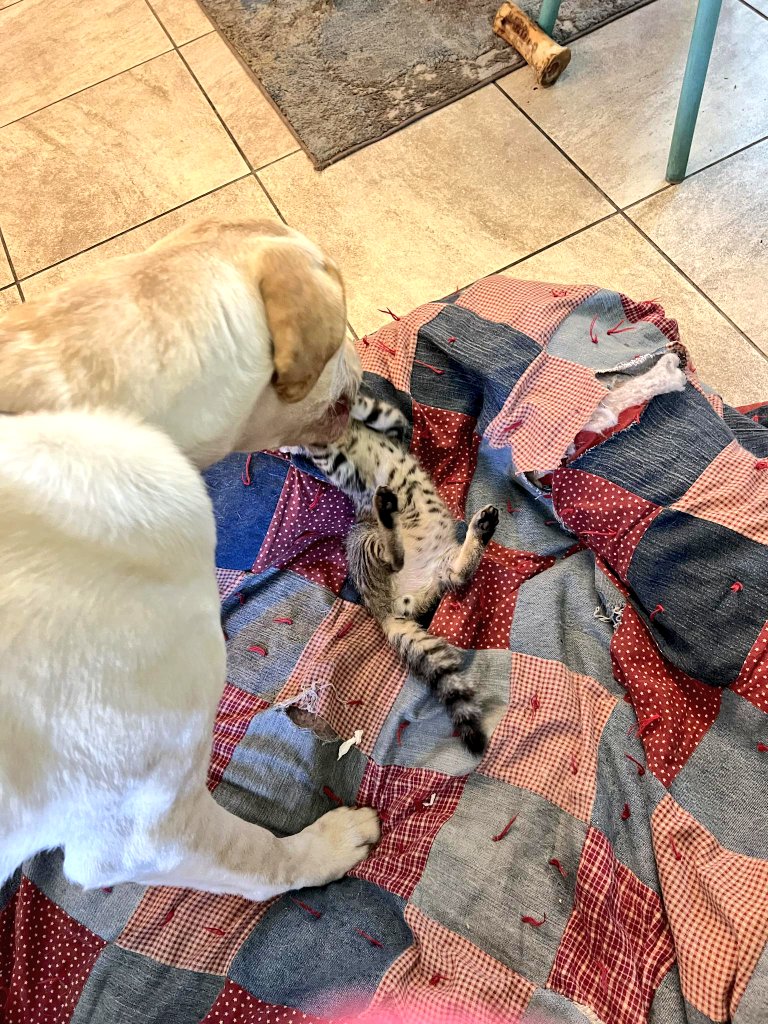 maybellinebook.com Leo the Lab report: My adopted brother Ziggy the Kitty blends in with the patchwork quilt. He's not afraid of me, and I love him. He thinks I'm his mom. Wonder if I'll get a Mother's Day gift. #mothersday2024 #MothersMonth #mothersdaygiftideas #labrador