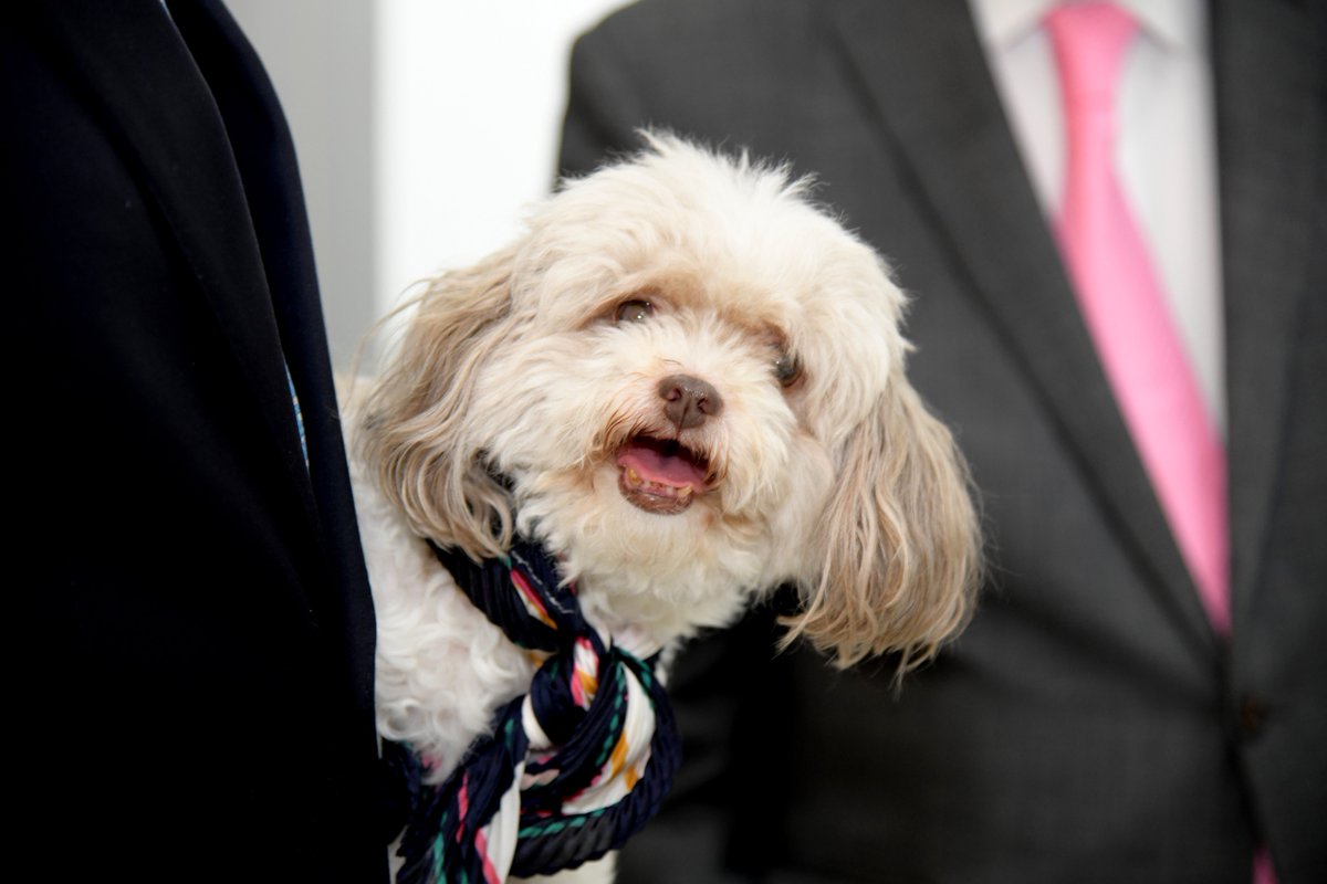 ListinDiario's tweet photo. Continúa hoy la firma del Pacto por los Animales

Lea https://t.co/GJ2YRTizWT

#PactoPorLosAnimales #Fedda #ListínDiario https://t.co/fxhchLmsHz
