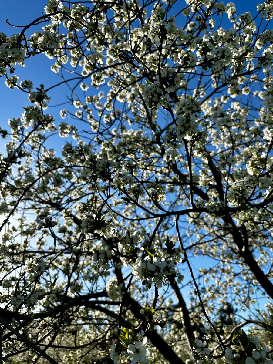 It's officially cherry blossom season in #TraverseCity! 🌸