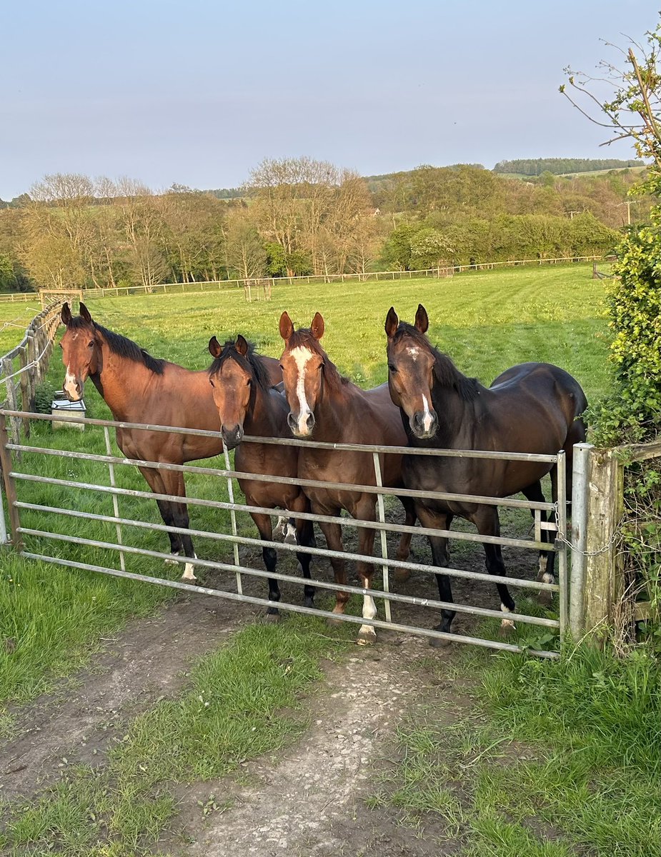 The racehorses are starting to arrive for their summer holiday. Giving them the happiest time and their bellies full of grass is a joyous part of our farming calendar.