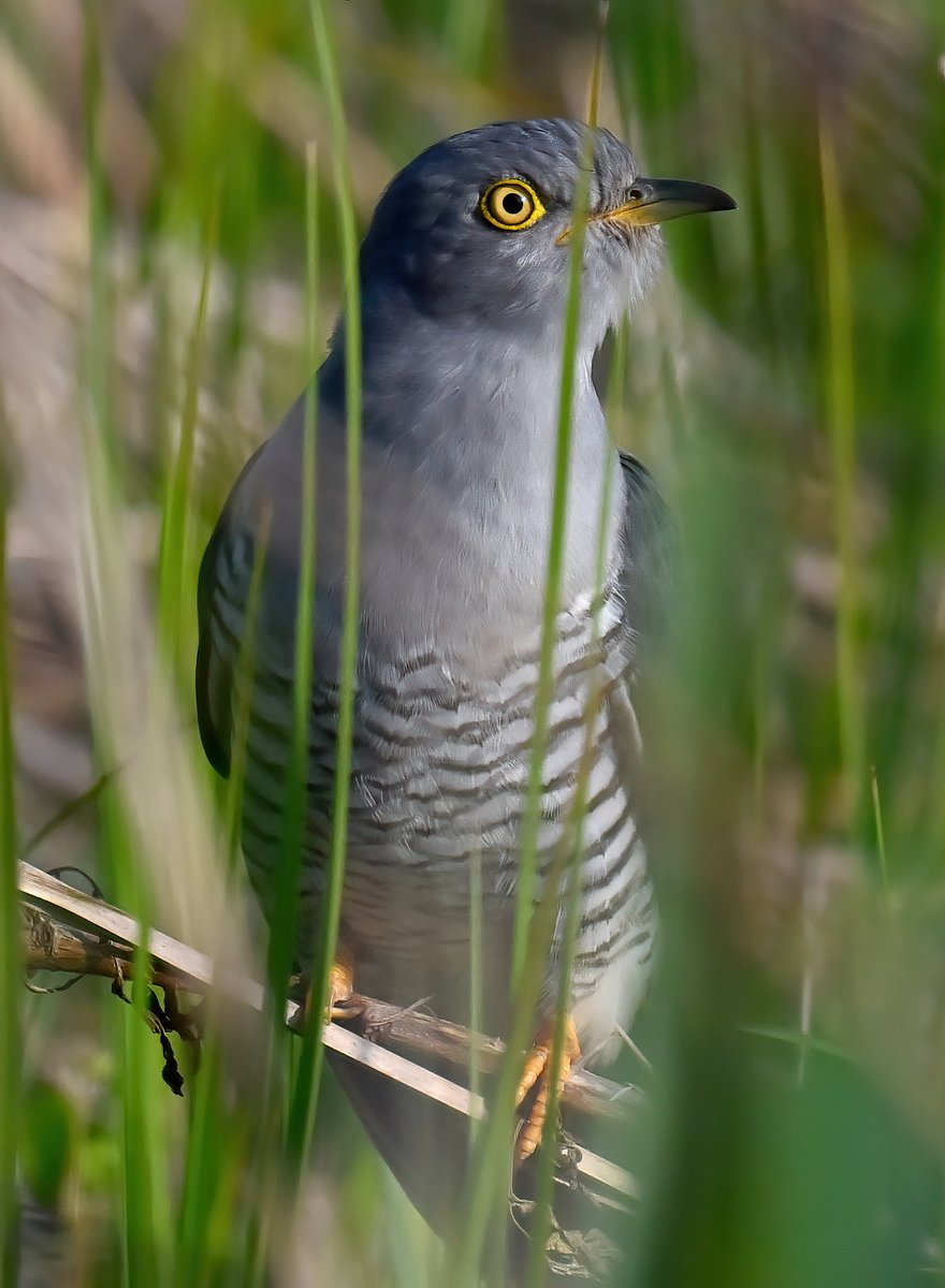 I've never been so close to a Cuckoo! 😮 It flew down and landed about 5 metres from where I was stood! Incredible... and magical! 😍 Taken this evening at RSPB Greylake in Somerset!😀🐦