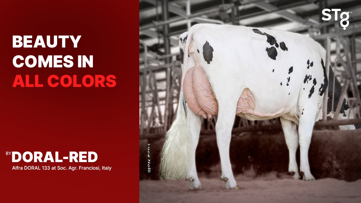 DORAL-RED from #STgenetics, creates beauty in both Red and Black & White! #DORALRED is +2.82 PTAT +2.50 UDC +1392 Milk. DORAL-RED is a #STyleGenetics™ designated sire available in #Ultraplus™. More: bit.ly/3FDKj9U
#RedandWhite