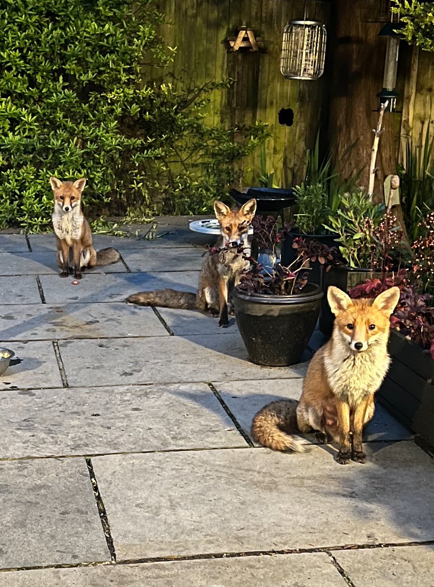 Beautiful ❤️🦊🦊🦊 #Fox #Foxes #foxcub #foxinmygarden #foxlovers #FoxOfTheDay