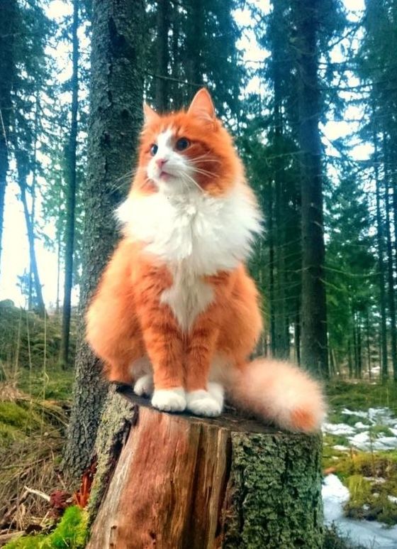 Norwegian forest cat...