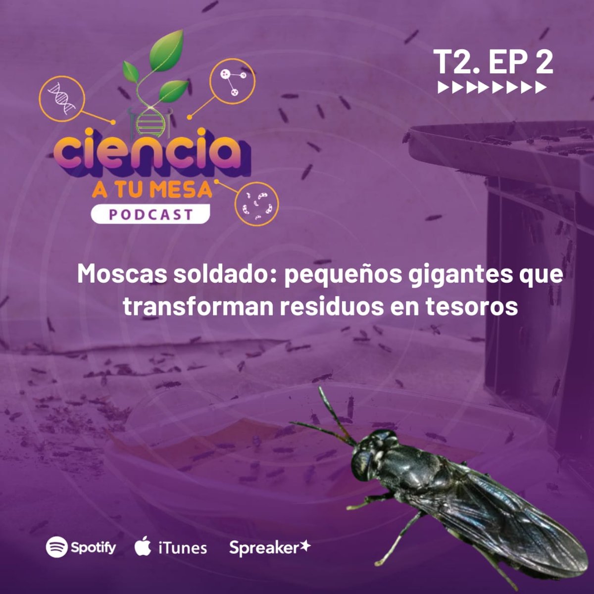 ¿Ya conociste a las moscas soldado negra en el último episodio de nuestro #Podcast #CienciaALaMesa ? Estos insectos prometen convertirse en una opción de alimentación futura y en una solución para la mala gestión de las basuras. Dale play aquí👇🎙️ spoti.fi/3JDMhLw