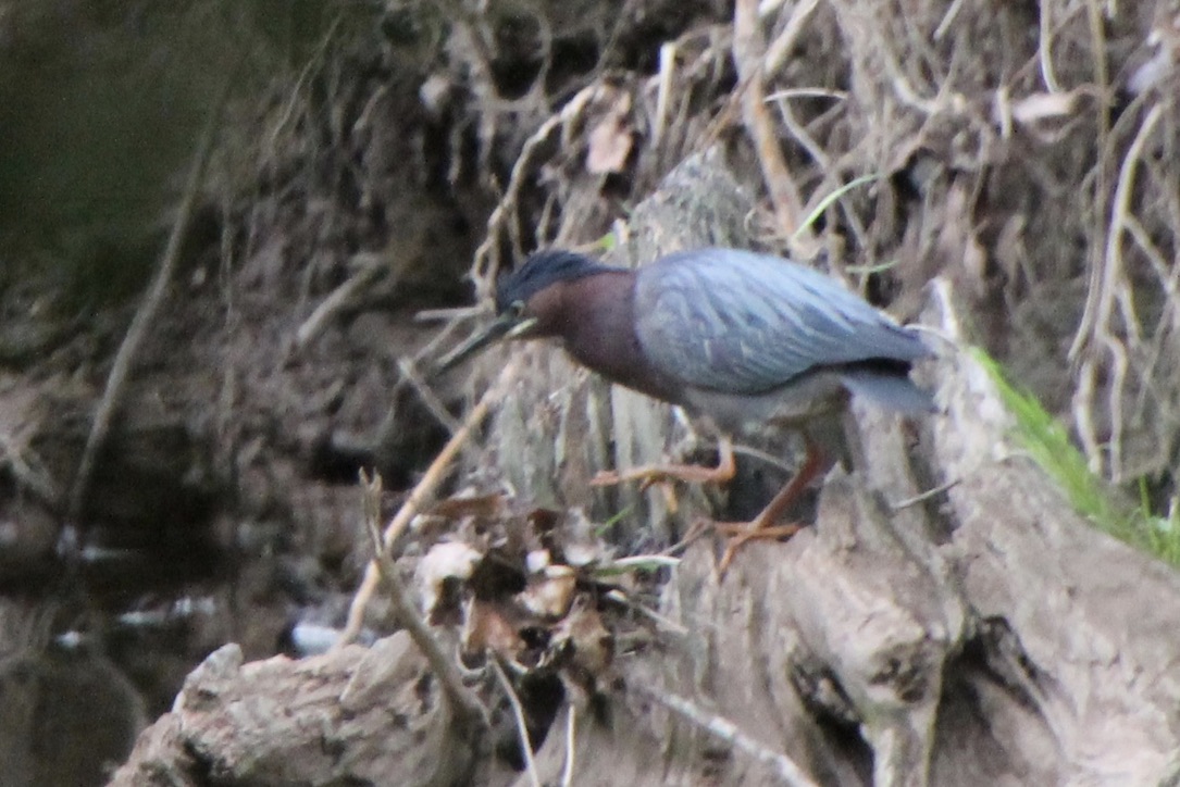 esteller’s jay tweet media