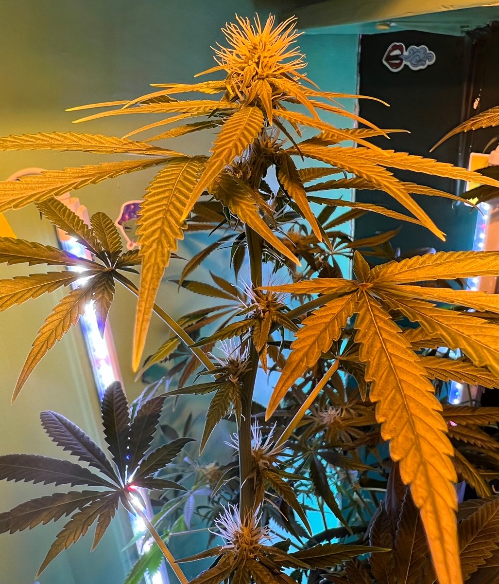 Nice Pineapple kush #hemp buds growing in the middle of the #marijuana flowering. 🙂💨💨💨😎

#cannabis