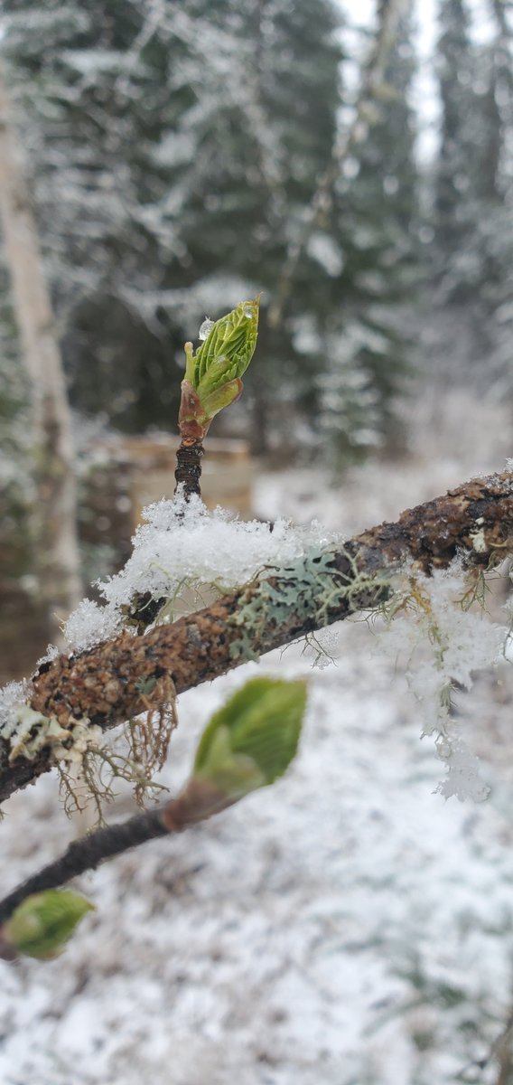 @Climatologist49 So fuuunnn. Cool to think of physiologic adaptations early leaves in birch must have to resist frost.