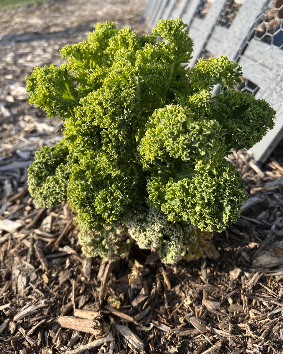 mnarboretum's tweet photo. It's #FoodscapeFriday at the Farm at the Arb! We are spotlighting Dwarf Blue Curled Scotch Kale.
π± Kale is a great addition to pasta, soup, stir-fry, or salads.
π± Kale originated in the Mediterranean region and was brought to the United States from England in the 17th century. https://t.co/Ddx9F934df