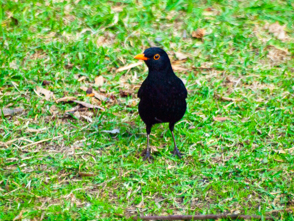 My resident Common Blackbird (Turdus merula) in south-west Victoria

The Common Blackbird is one of two introduced ‘true thrushes’ in Australia. It was introduced to Australia at Melbourne in the 1850s.

#backyardbirds #birds #NaturePhotography @DivineDropbear