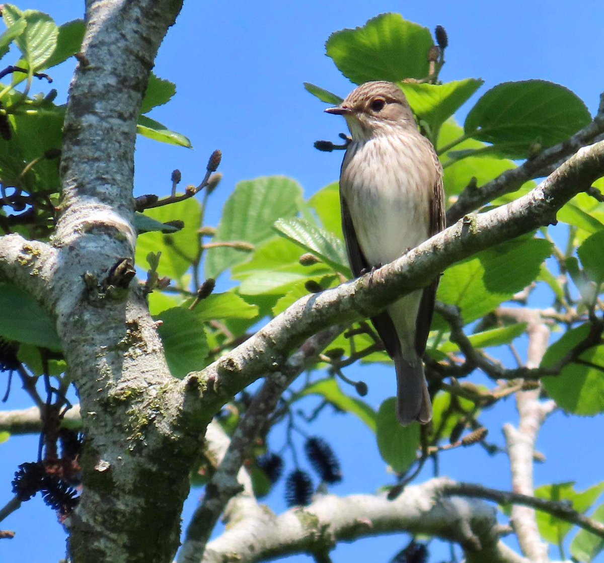 Spotted Flycatcher seen today between the feeding station and the power lines. @SurreyBirdNews