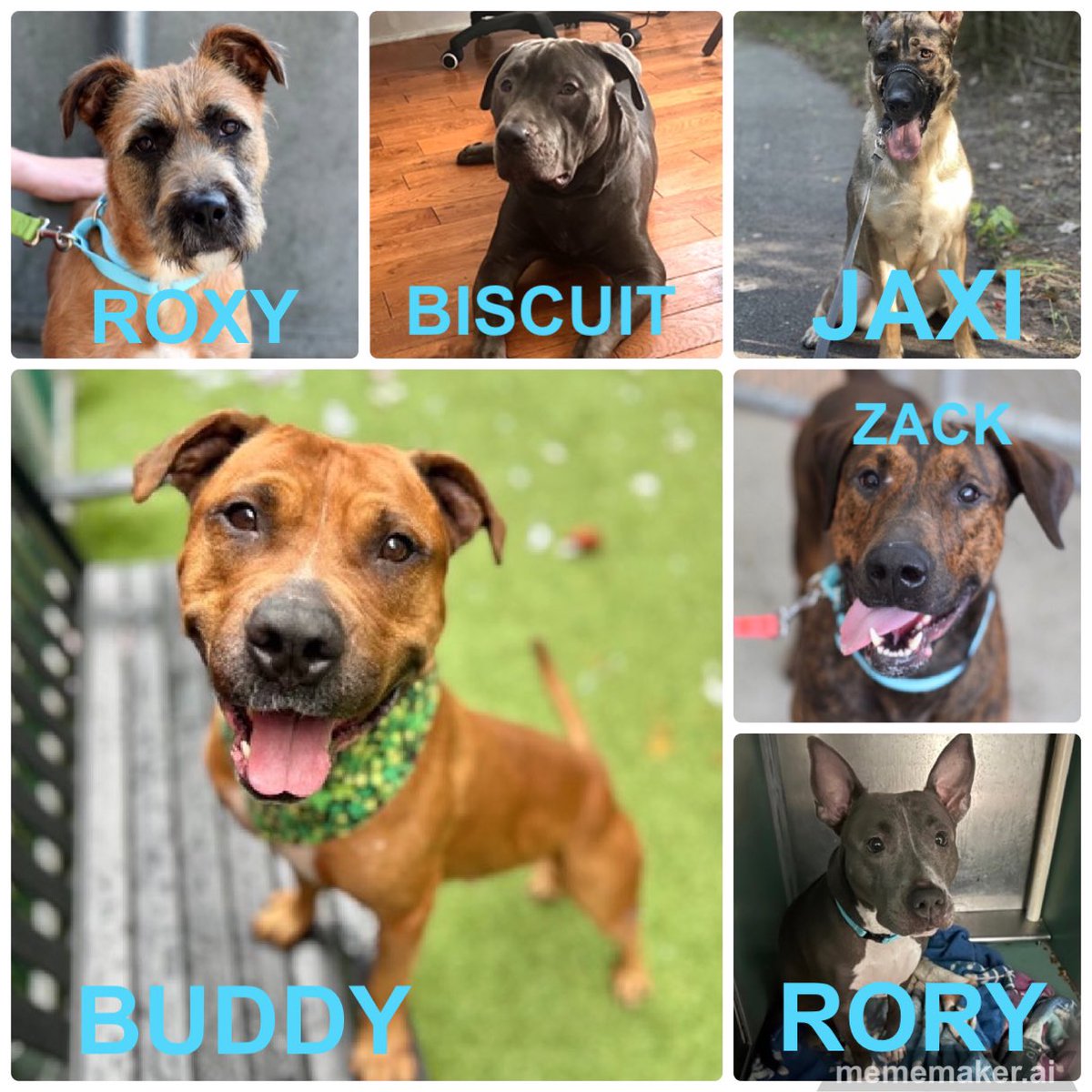 🆘🆘#NYCACC 5/7 KILL ☠️COMMANDS ❤️‍🩹ROXY 1yr. Adoptable ❤️‍🩹BISCUIT 3yrs ❤️‍🩹JAXI 3yrs ❤️‍🩹BUDDY 5yrs Adoptable ❤️‍🩹ZACK 4yrs ❤️‍🩹RORY 2yrs PLEASE #PLEDGE #FOSTER #ADOPT 📧nycdogslivesmatter@gmail.com DM @notthesameone2 #FostersSaveLives