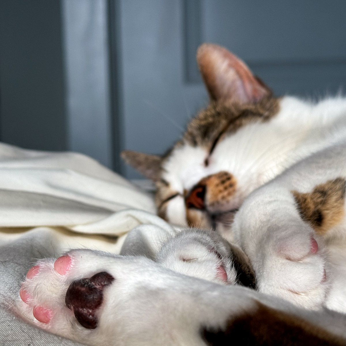 #ToeBeanTuesday never stops, not even for sleep 😤
#cat #ToeBeans