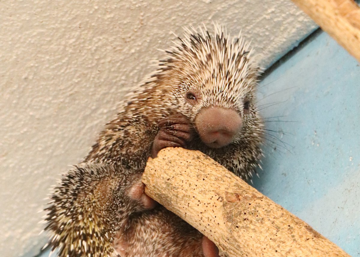 Our not-so-little prehensile-tailed porcupette has a name… it’s Silver! Can you even recognize this little guy born Feb. 22? Thank you to Theodore Maximus Ciriello and his family for selecting this Sonic-themed name through our naming auction in support of #StoneZoo.