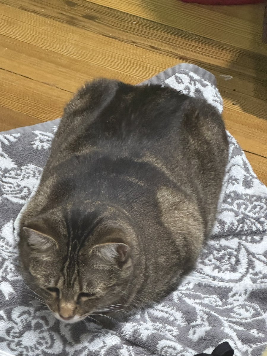 no  more  'autistic  people  rate  my  spoon'.  autistic  people  rate  my  cat's  loaf