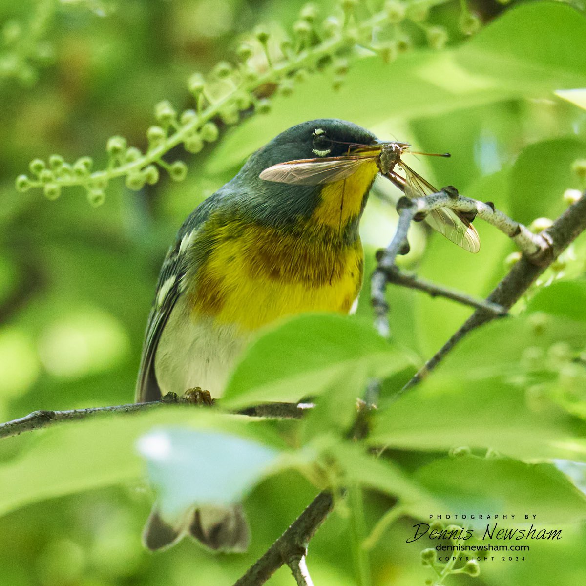 A Northern Parula having a feast today by the balancing rock in #CentralPark today! DennisNewsham.com Newly designed website a resource for wildlife themed gifts. #birding #warblers #nyc#springmigration2024 #gifts #birdcpp