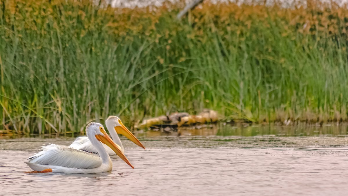 Hello again, feathered friends. Welcome back to #GreatSaltLake! Our biologists with @UtahDWR have confirmed: pelicans are nesting on Hat Island for the first time since 1943. 🥳 | bit.ly/4boGTry