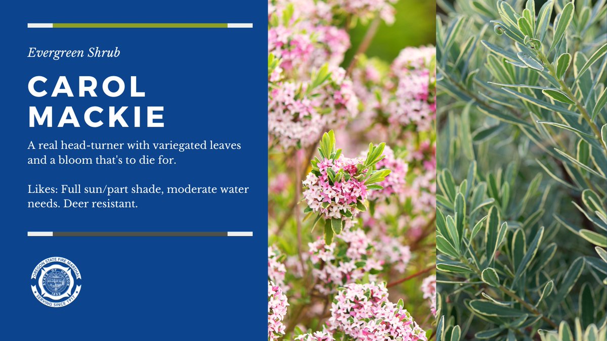 Day 2 of #MeetTheFireResistantPlants: Check out Carol Mackie, an evergreen shrub! Remember fire resistant doesn’t mean fireproof. Even fire-resistant plants will burn if not well maintained. Check out more tips to be #WildfireAware here: oregon.gov/osfm/education…