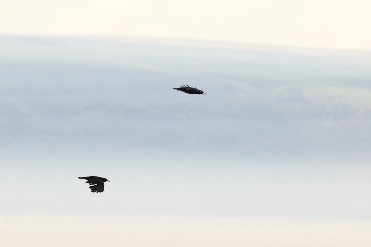 Nos Da Bawb - Good Night All Brain Coesgoch ddoe yn Nhrwyn yr As Fach Choughs yesterday at Nash Point #glambirds #birdsseenin2024 Cysgwch yn dawel! Sleep tight! ❤️🏴󠁧󠁢󠁷󠁬󠁳󠁿