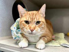 Loving senior girl ginger kitty 'Tiger Palm' at NYC ACC undaunted by dump when former owner moved! Healthy & gorgeous she would be a good fit almost anywhere (but perhaps as an only cat & perfect for a senior)! Adopt! Pledge! VERY URGENT! 🙏Tag #sachikoko with pledges!…