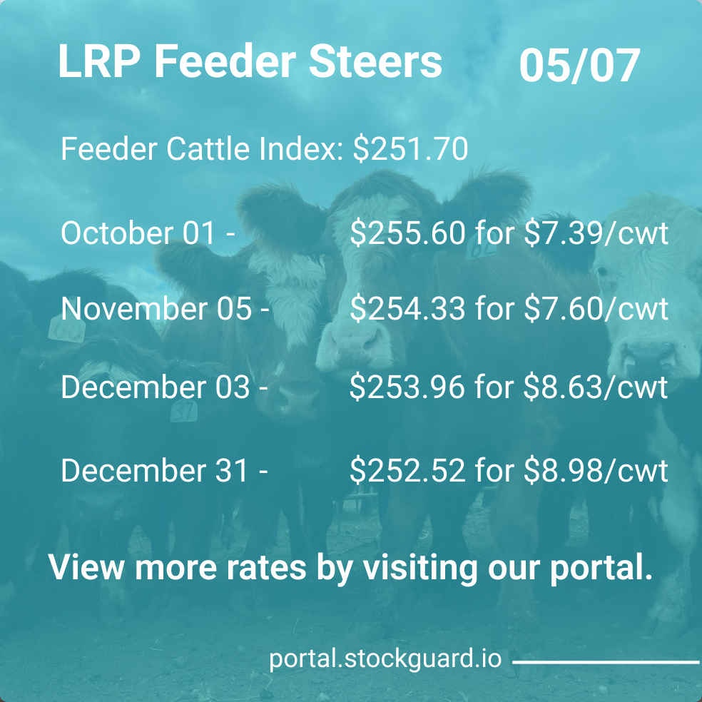 Stockguardinfo's tweet image. Tuesday, May 7th LRP Rates: Stay current on today&apos;s live and feeder cattle rates–don&apos;t fall behind on the market! View live rates: hubs.ly/Q02wrQpT0

#LivestockRiskManagement #RiskManagementTools #LivestockSafety #FarmersProtection #LivestockInsurance
