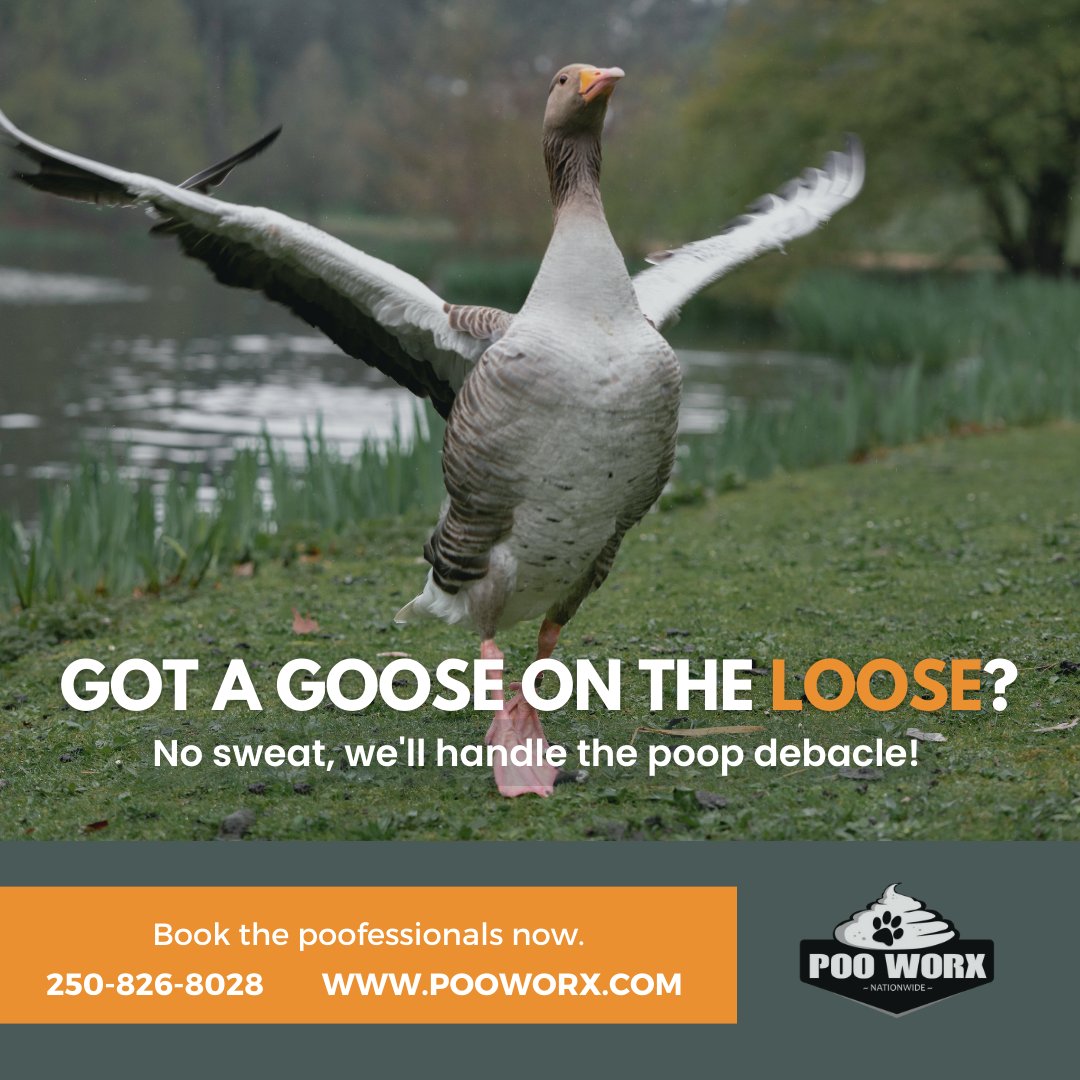 Got poop problems? Poo Worx has your back! From pups to waterfowl, we handle it all with a smile. Say goodbye to the mess and hello to a pristine yard. 🐶🦆 Book now for a one-time cleanup or weekly service!

#Pooworx #Pooperscooper #SpringCleanup #Goosepoopickup