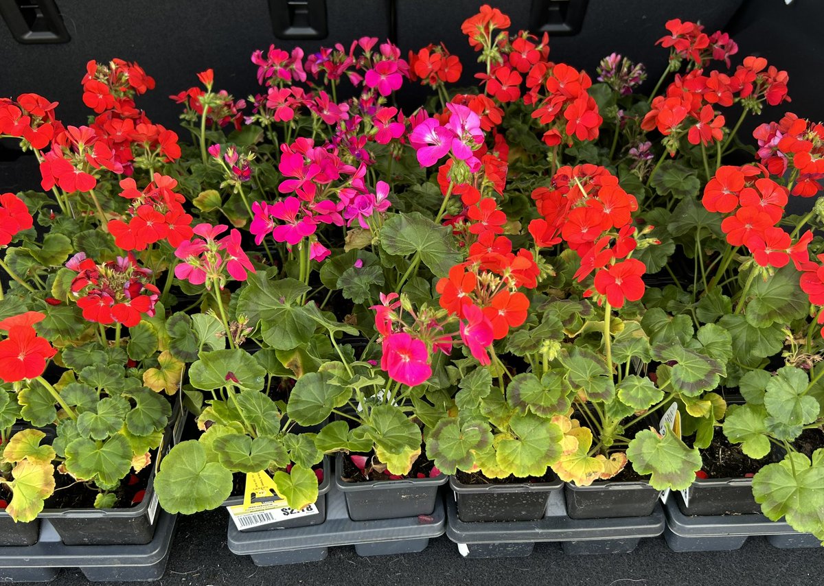 We thanked our Riley Staff today with Geraniums for 'Helping our Students Grow!'🌺 #TeacherAppreciationWeek