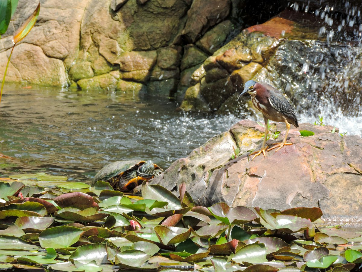 Flowers are not the only sights to see! Check out this Green Heron who dropped in for a visit.