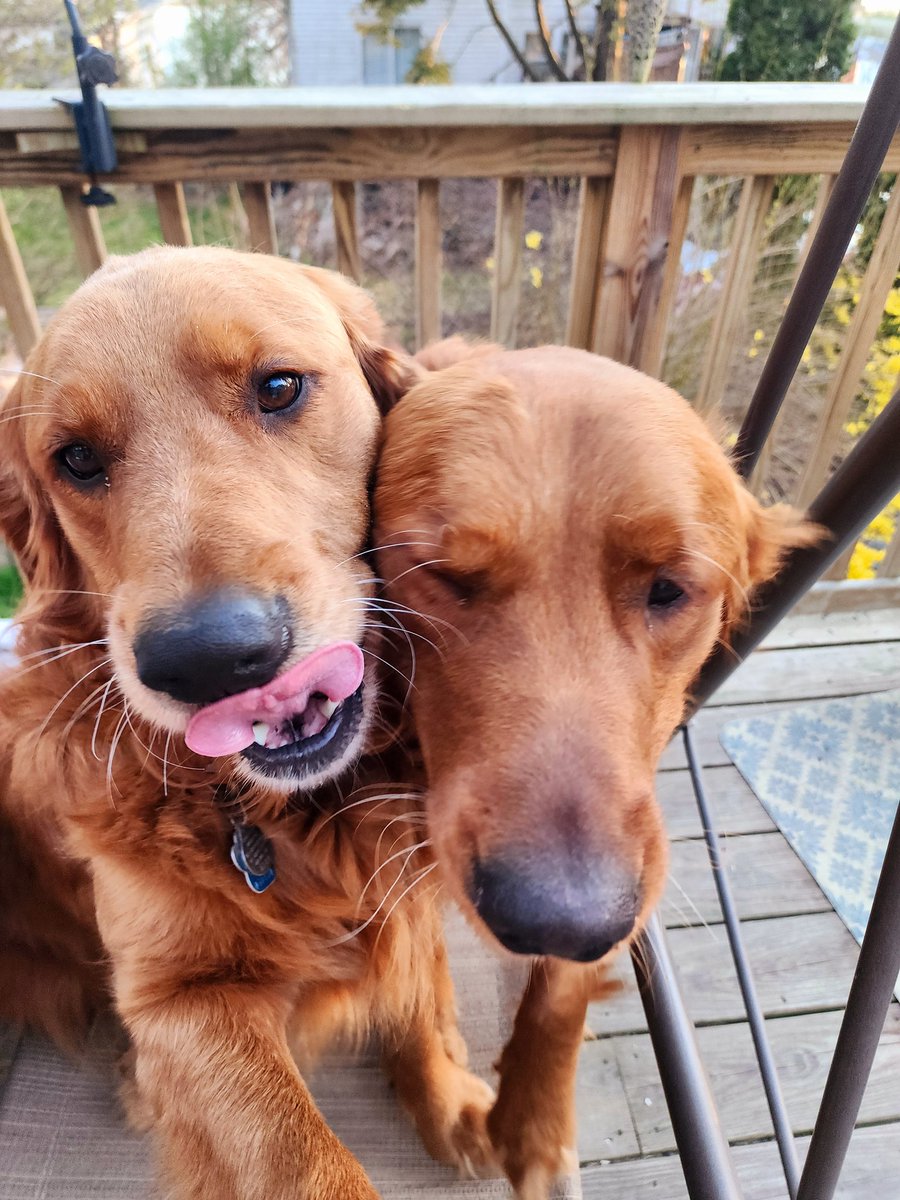 Tater sticking it out for #TongueOutTuesday. #dogsoftwitter #goldenretriever