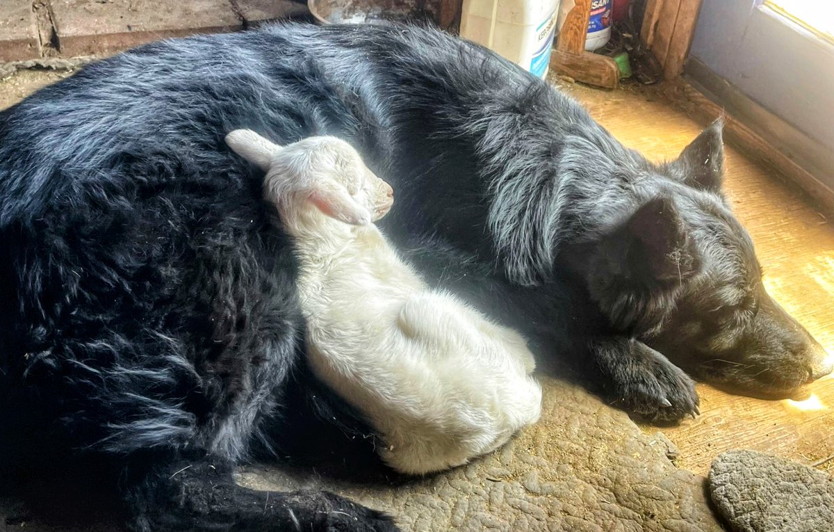 My sheepdog, Ranger, and a new lamb this morning.