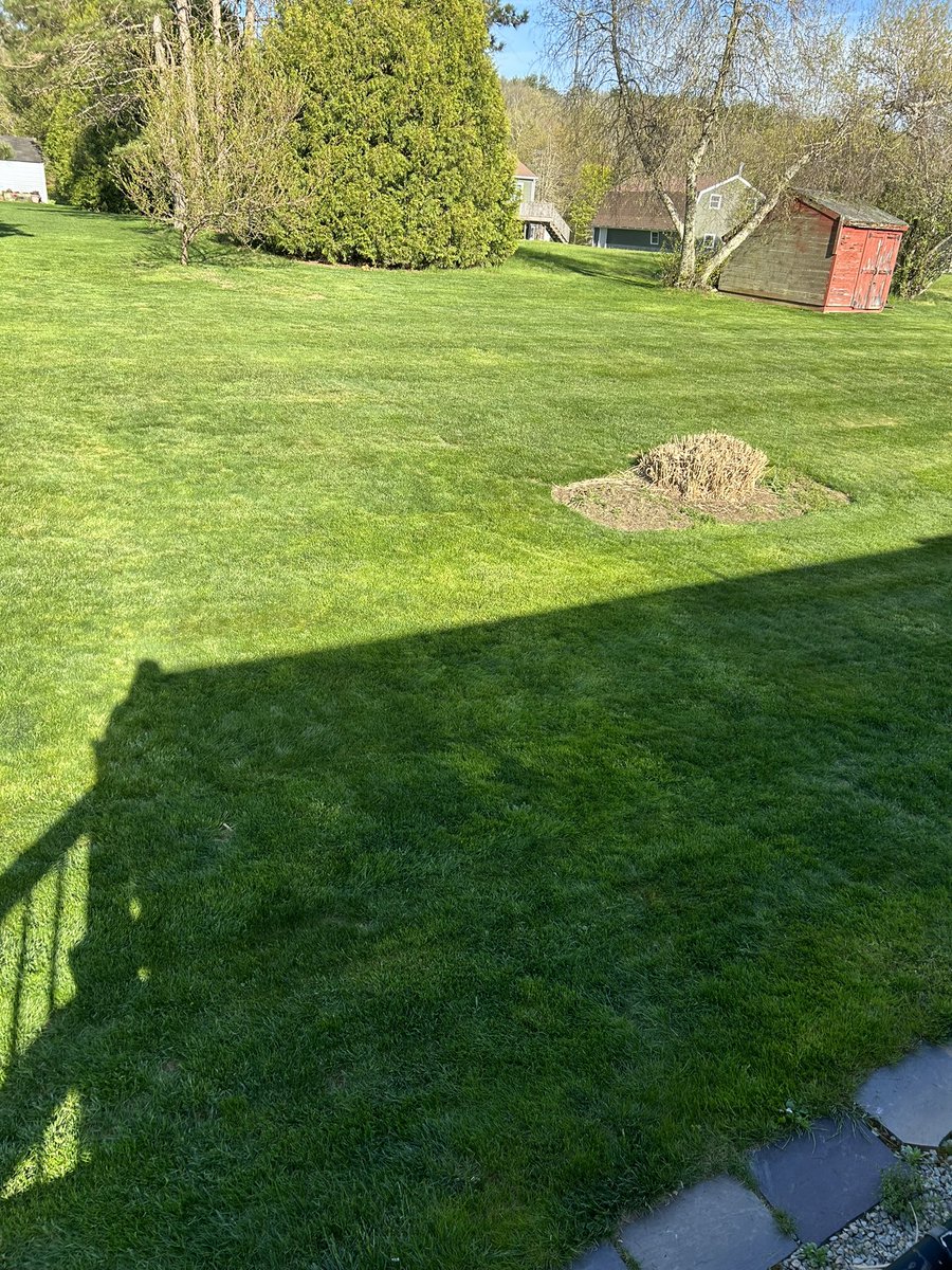 3rd mow of the season. Lawn is starting to look good. #lawncare