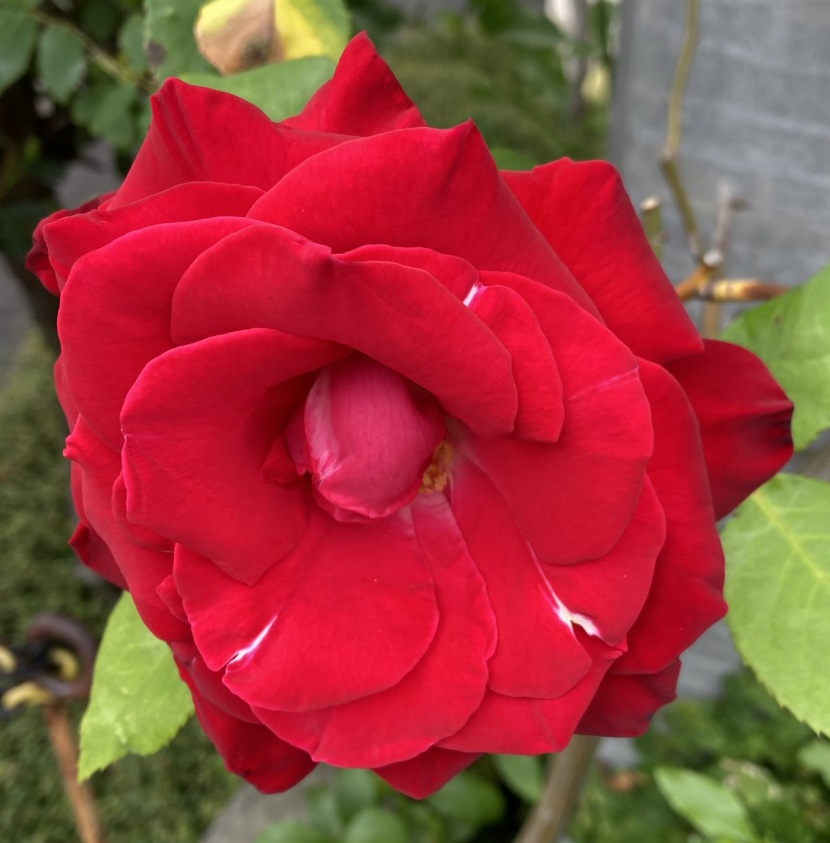 おはようございます☀
三島市は朝6時半18℃です。
昨日スーパーに行った時に向かいの家の庭に大きな薔薇が咲いていました♪