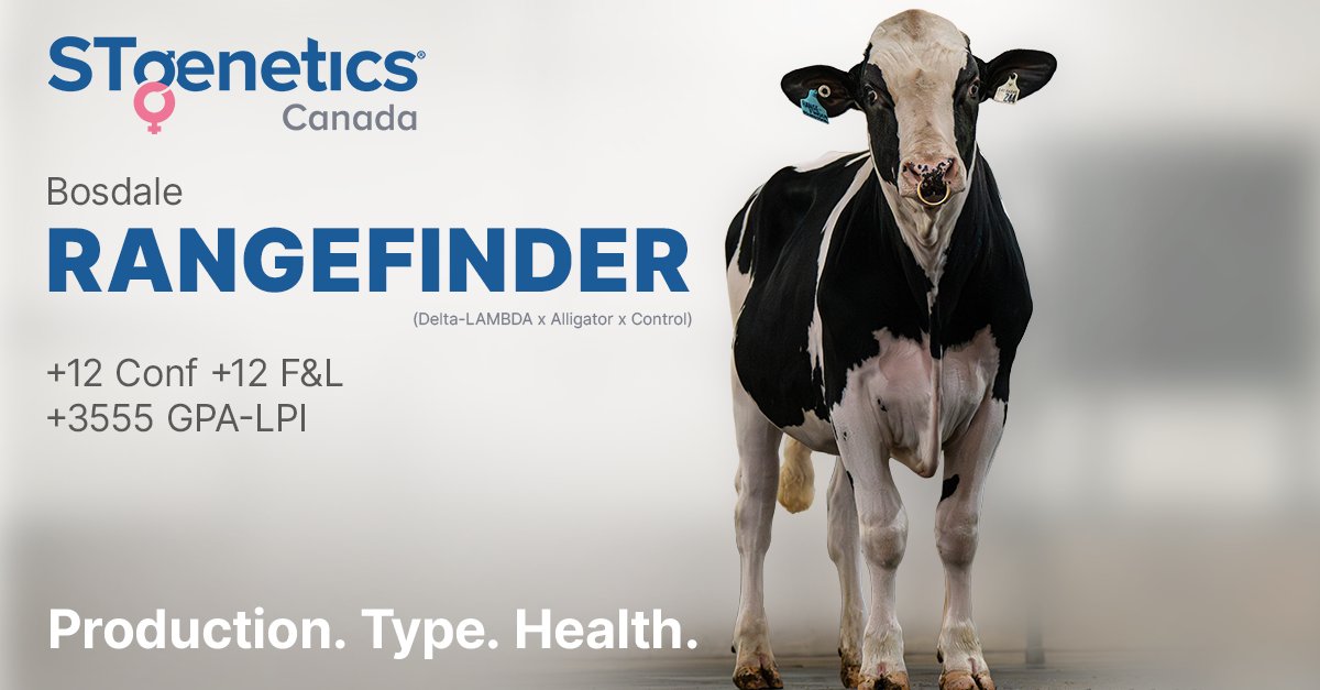 RANGEFINDER from #STgeneticsCanada comes from the famous ROSE family from the world renowned Bosdale herd! #RANGEFINDER is +12 Conf +12 F&L +3555 GPA-LPI +922 kg Milk+111 Herd Life, #EcoFeed®cow and available in #Ultraplus™. More: bit.ly/3RAGZnt