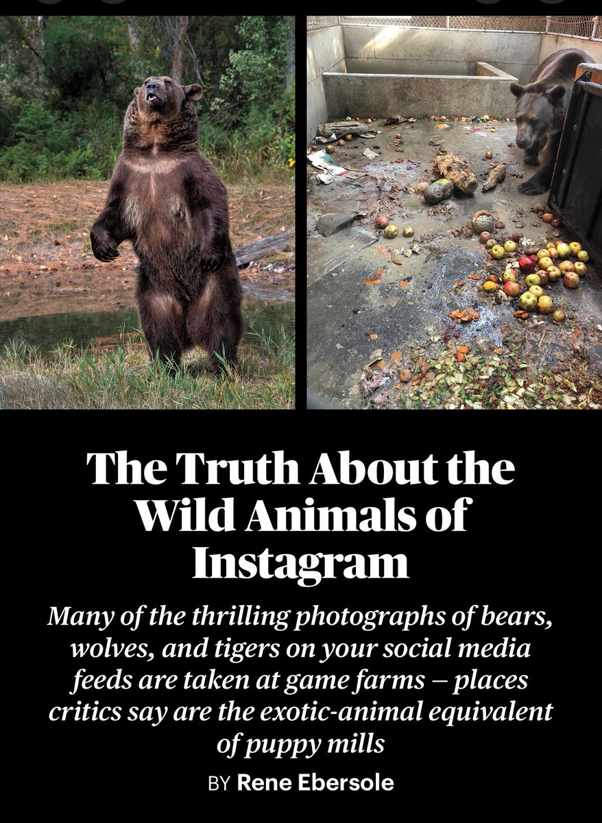 The sad truth about the instagram “ wildlife “ reels .. Don’t get tricked by videos that are often set up through cruelty to animals in horrid conditions. #wildlifephotography #instagram apple.news/Al1FghX40Sr6yV…