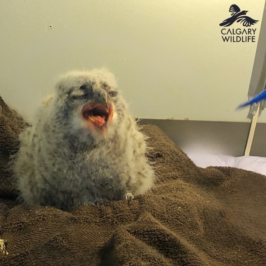 It's Wednesday's Wildlife, can you guess the species?! We'll give you a hint, it's NOT muppet! This little one came to us after being blown out of its nest and will be with us for a while. Please consider supporting the care of our wild patients. calgarywildlife.org/sponsorapatient