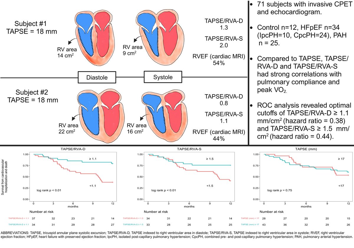 Does TAPSE >17mm indicate adequate function when the Right Ventricle dilates in PH? It doesn't...TAPSE/RV area captures ventricular function across a varying degree of RV dilation TAPSE/RVA-D >1.1 or TAPSE/RVA-S > 1.5 @PForfiaPHDOC @GLewisCardiol @CheslerLab @RyanTedfordMD