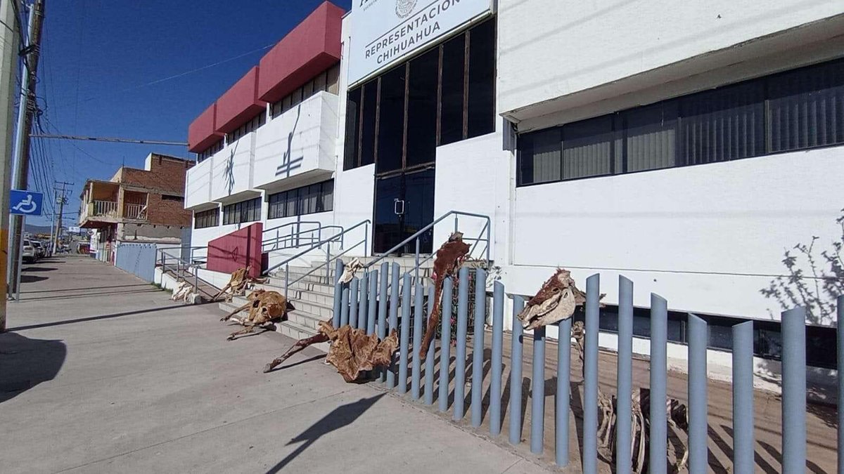 🔴Con reses muertas, ganaderos y agricultores de Chihuahua se manifestaron en las oficinas de la Secretaría de Agricultura y Desarrollo Rural (Sader) para exigir apoyos que el gobierno federal dejó de entregar pese a la sequía prolongada que afecta al campo y la producción. ☀️🐂