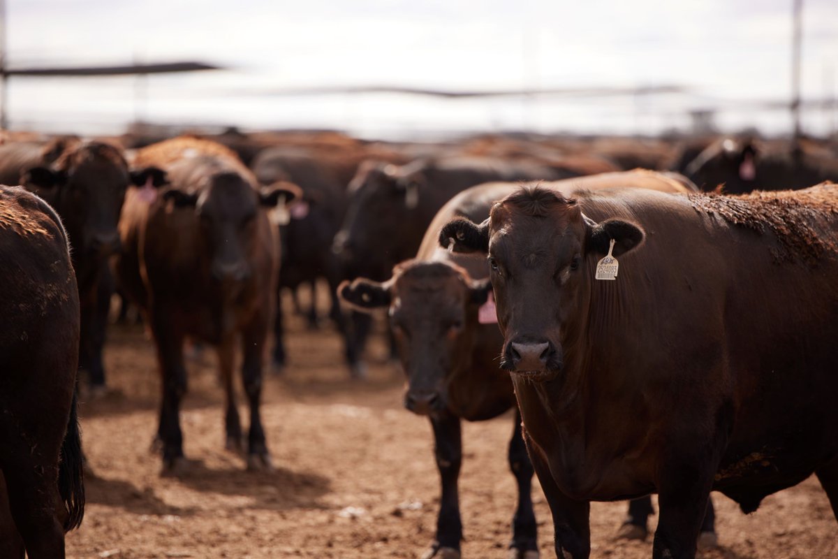 🥩 Did you know that nearly half of all beef production in Australia occurs in Queensland, making it very important to our economy. You can learn more at Australia’s leading Beef Expo, #Beef2024 in Rockhampton this week! #QldBeef @BeefAustralia 🐄 🤠