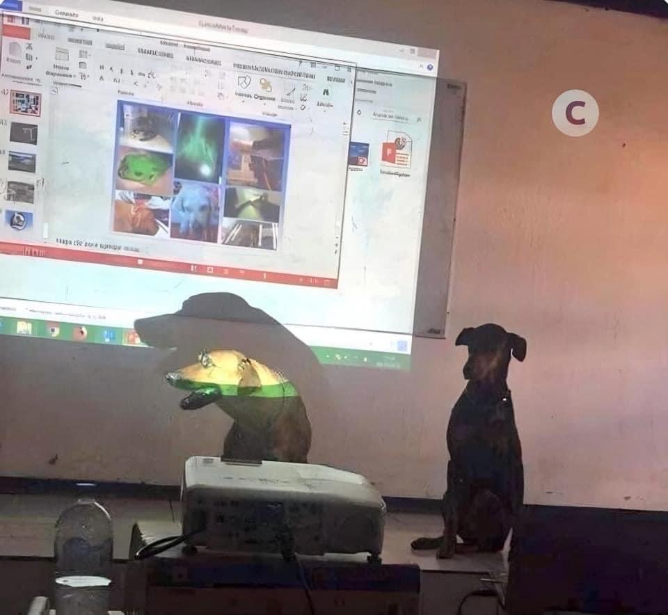 Buenas tardes, somos el equipo número 2, conformado por Firulais y Solovino, nosotros hoy vamos a hablarles sobre los beneficios de darle pollo a tu perrito: