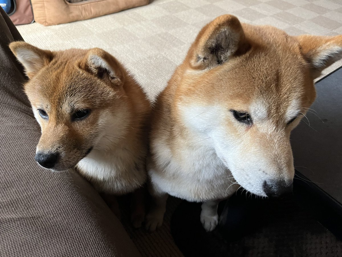 しばいぬのるいくん tweet media