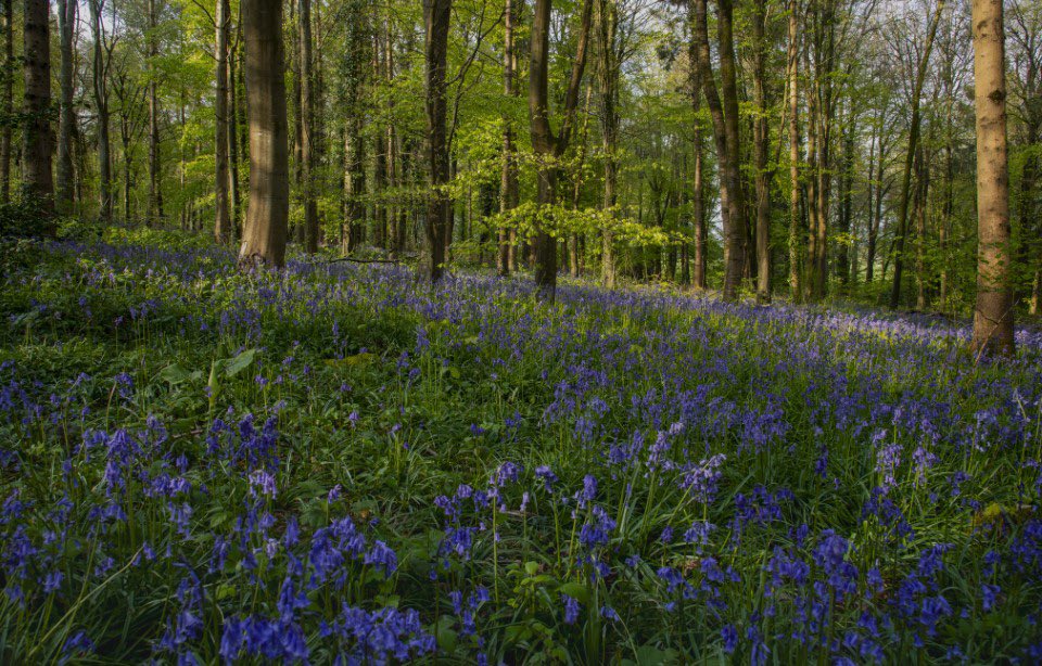 The last of the bluebells for another year.
@OutdoorPhotoMag @BluebellWoodCH @VanguardPhotoUK @lovefordorset @nikonownermag